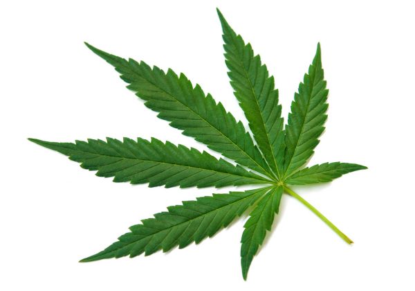 Fresh Green Leaf of full-grown Hemp - Cannabis - isolated on white background. Growing medical marijuana. Studio shot.