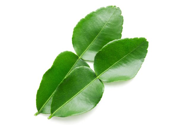 bergamot leaf on white background in top view