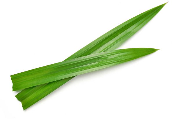 Flat lay (top view) of Fresh green pandan leaves isolated on white background.